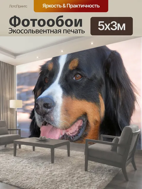 Фотообои Бернский зенненхунд 4 Бернский зенненхунд собака домашнее животное бернский зенненхунд родословная