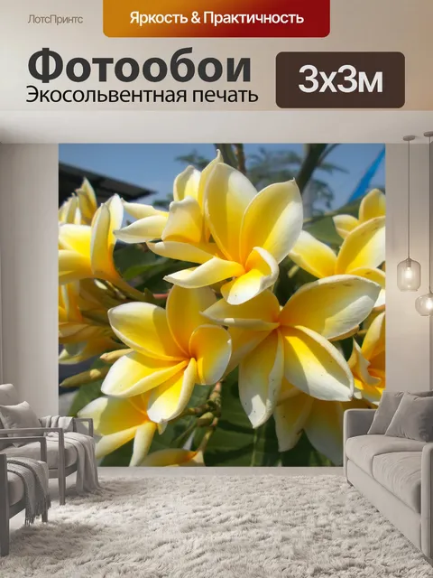 Фотообои Плюмерия желтая и белая