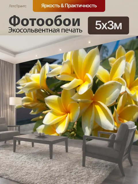 Фотообои Плюмерия желтая и белая
