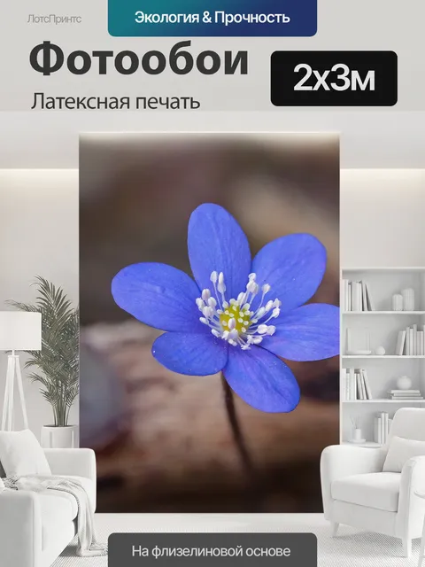 200 × 300 см · Латексная печать