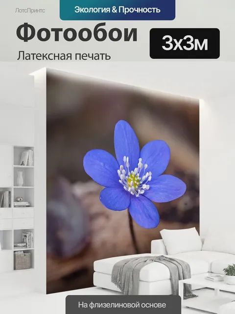 300 × 300 см · Латексная печать