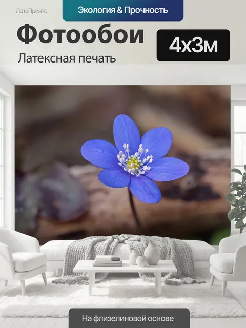 400 × 300 см · Латексная печать