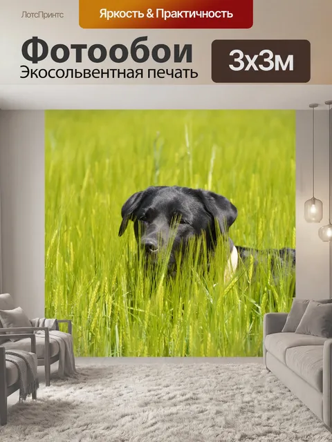 Фотообои Трава, собака, лабрадор