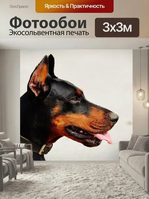 Фотообои Доберман, собака, домашний питомец