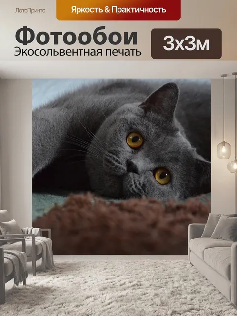 Фотообои Британская короткошерстная кошка, похмелье, кот