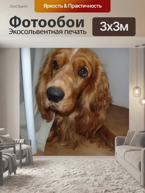 Фотообои Животное, собака, домашнее животное