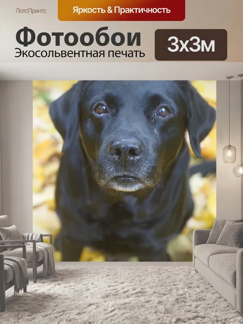 Фотообои Лабрадоры, чернить, собака