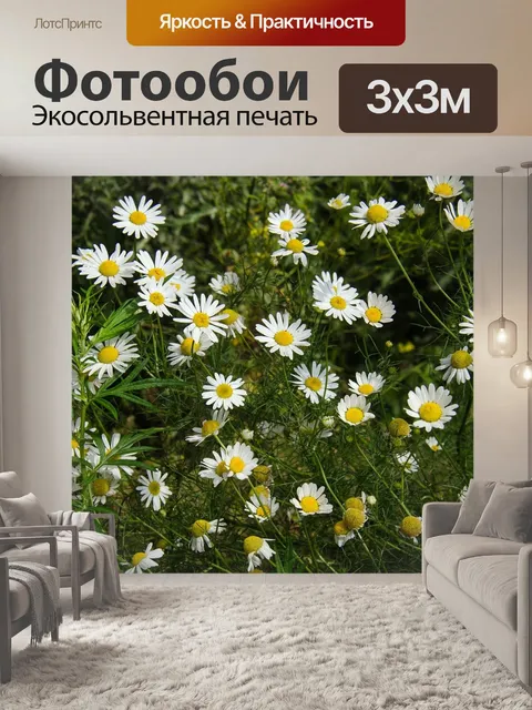 Фотообои Ромашки, цветы, белый
