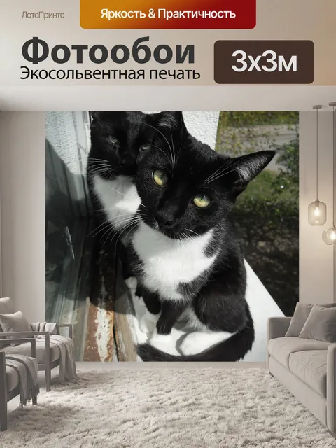 Фотообои Кошки, за пределами, милый