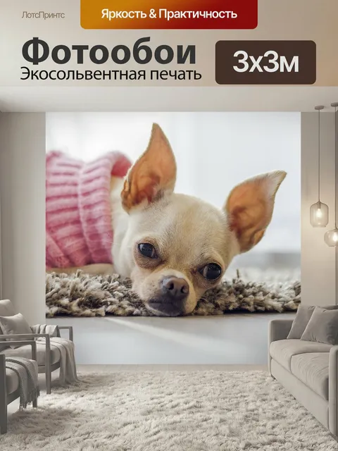 Фотообои Чихуахуа, собака, щенок