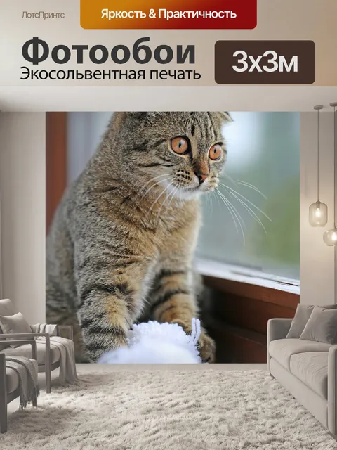 Фотообои Кошка, полосатый, шотландский