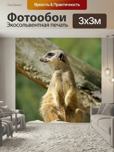 Фотообои Сурикат, млекопитающее, мангуст