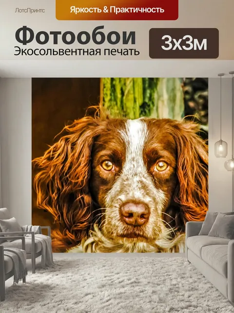 Фотообои Спрингер спаниель, собака, смотрящий