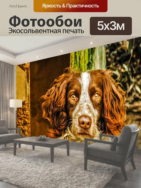 Фотообои Спрингер спаниель, собака, смотрящий
