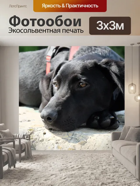 Фотообои Собака, чернить, лабрадор