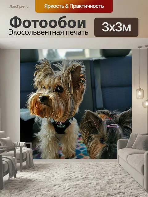 Фотообои Собаки, йоркширский терьер, заднее сиденье
