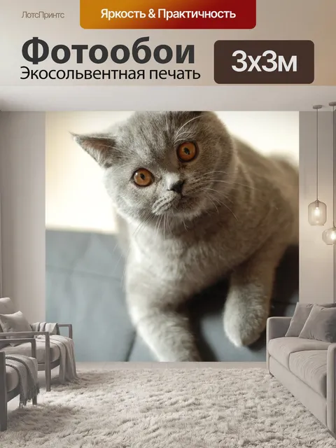 Фотообои Кошка, британская короткошерстная кошка, домашний питомец