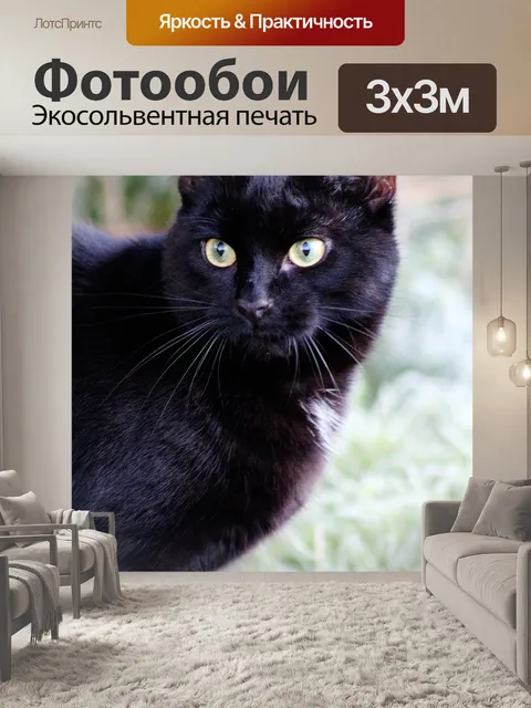 Фотообои Кошка, черный кот, домашний питомец