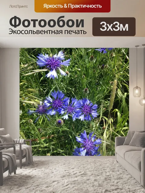 Фотообои Васильки, луг, природа