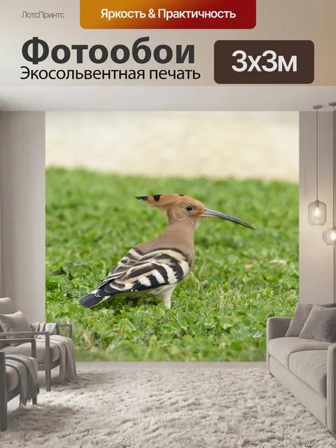 Фотообои Удод, птица, наблюдение за птицами