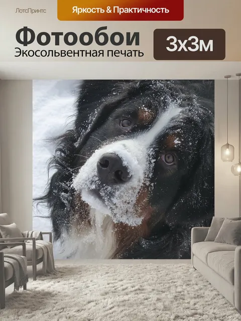 Фотообои Собака, бернский зенненхунд, собачий