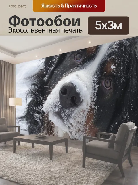 Фотообои Собака, бернский зенненхунд, собачий