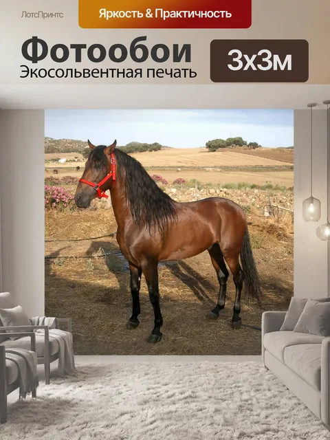 Фотообои Лошадь, езда на лошади, поле