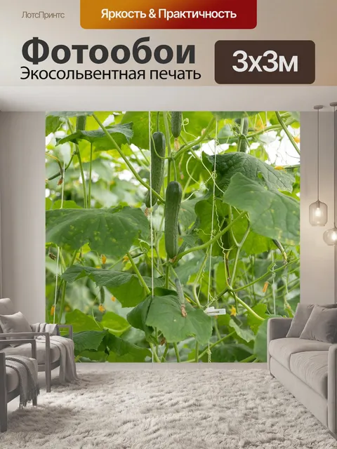 Фотообои Огурец, плод огурца, овощ