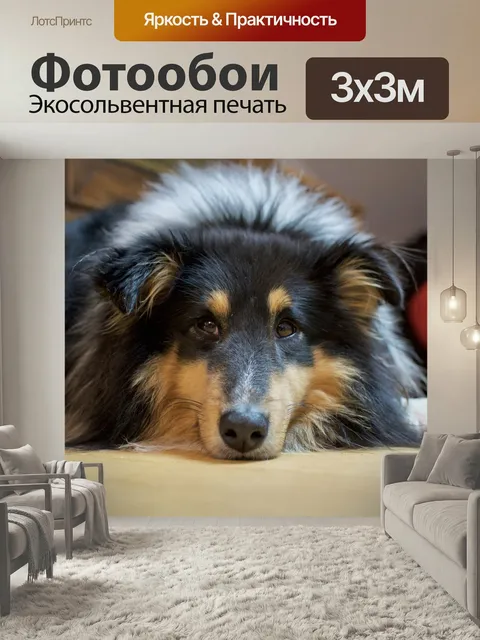 Фотообои Шелти, собака, домашний питомец