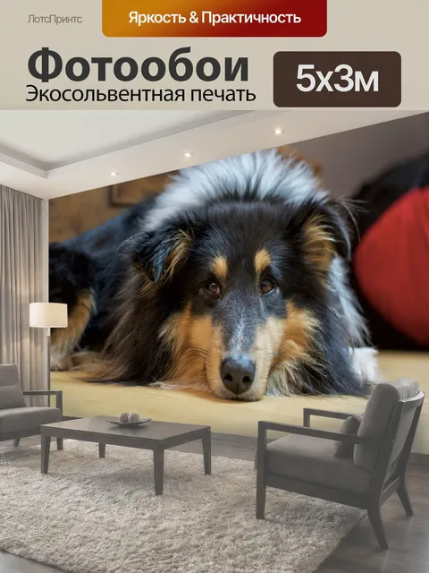 Фотообои Шелти, собака, домашний питомец