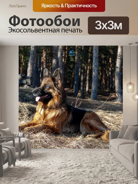 Фотообои Немецкая овчарка, собака, овчарка