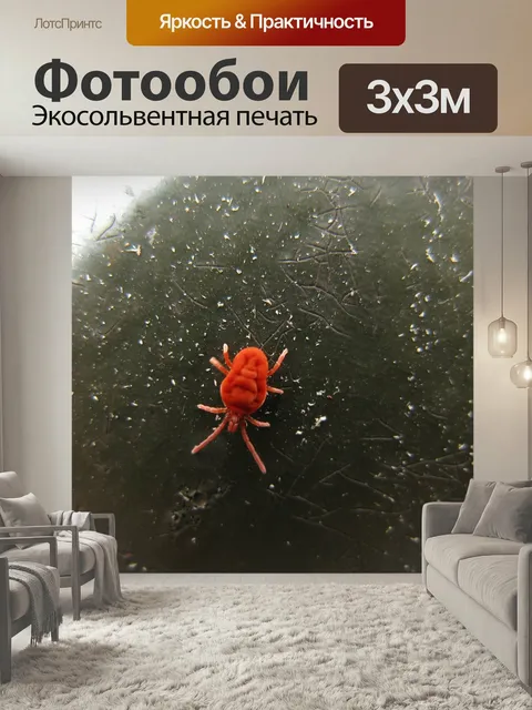 Фотообои Красный бархатный клещ, trombidium holosericeum, насекомые