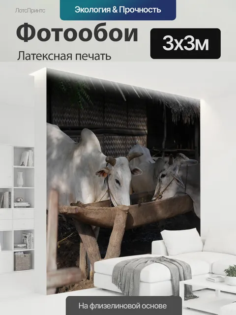 300 × 300 см · Латексная печать
