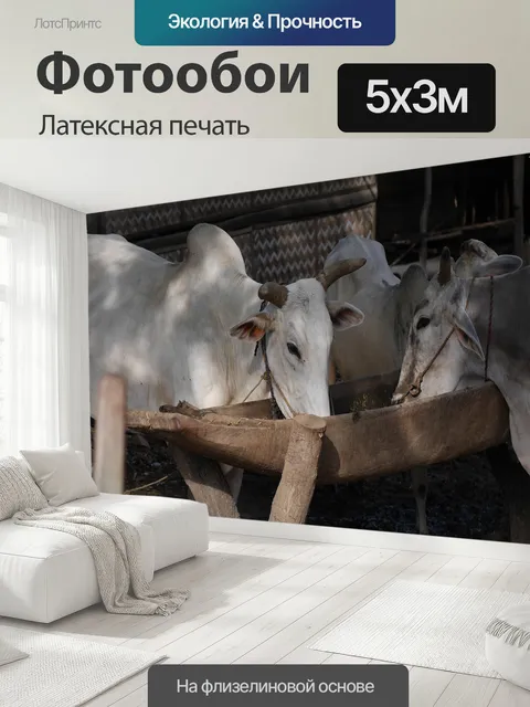 500 × 300 см · Латексная печать