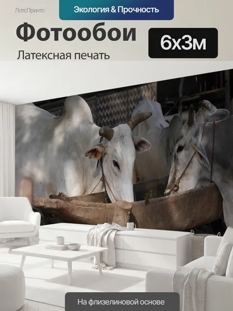 600 × 300 см · Латексная печать
