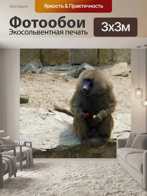 Фотообои Павиан, обезьяна, млекопитающее