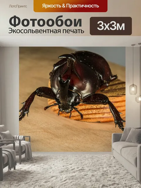 Фотообои Тропических жуков, жук носорог, riesenkaefer