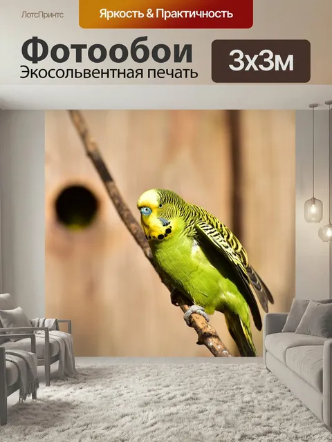 Фотообои Волнистый попугайчик, зеленый, птица