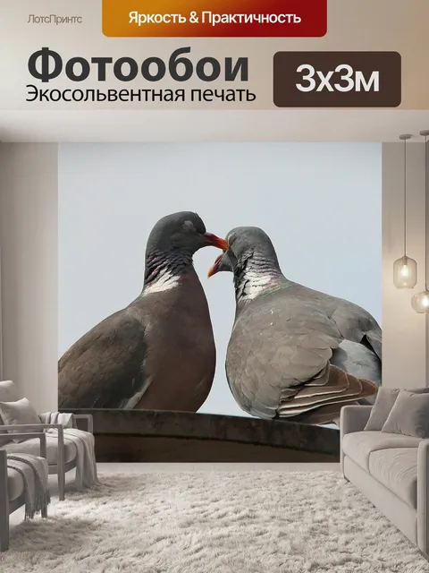 Фотообои Голуби, голуби и голуби, голубиные птицы