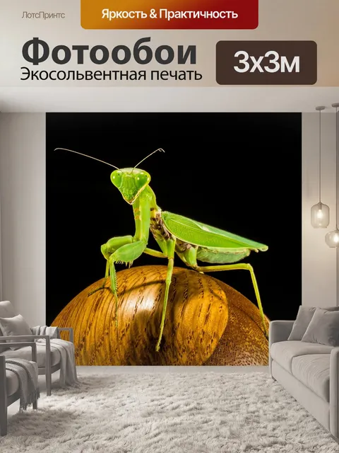 Фотообои Богомол, ловля насекомых, зеленый