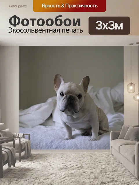 Фотообои Собака, мило, французский бульдог