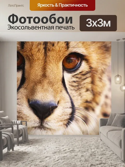 Фотообои Гепард, хищник, животное