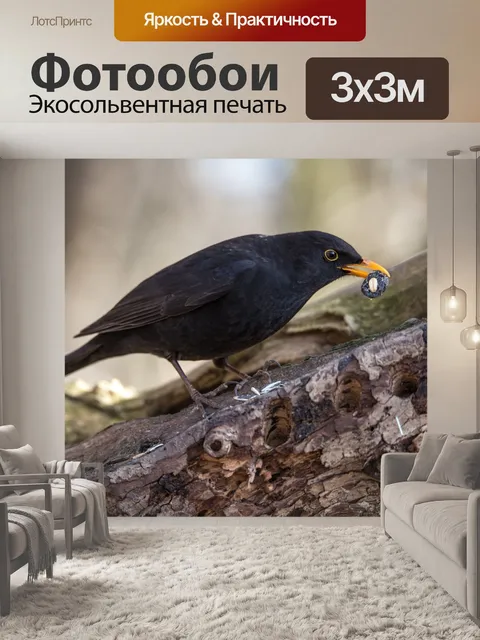Фотообои Черный дрозд, мужской, певчая птица