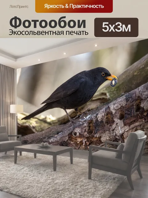 Фотообои Черный дрозд, мужской, певчая птица