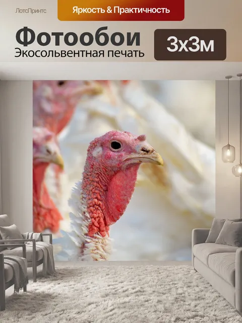 Фотообои Индюков, птицы, оперение