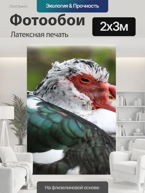 200 × 300 см · Латексная печать