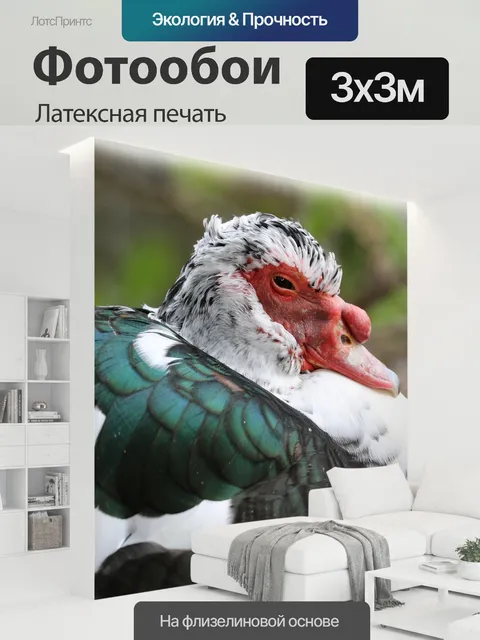 300 × 300 см · Латексная печать