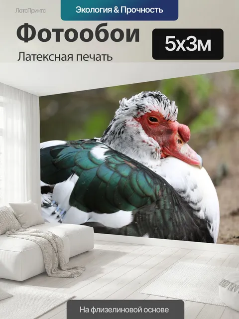 500 × 300 см · Латексная печать