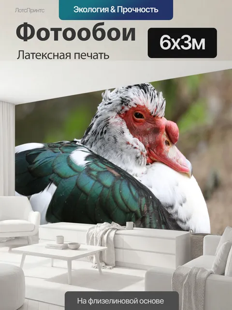 600 × 300 см · Латексная печать