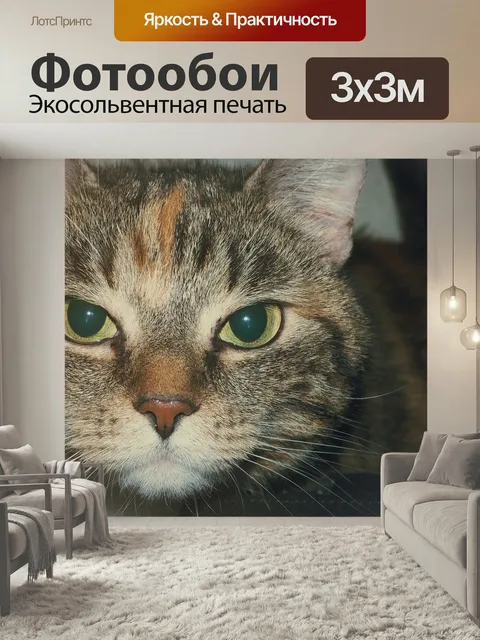 Фотообои Кошка, кот, питомец